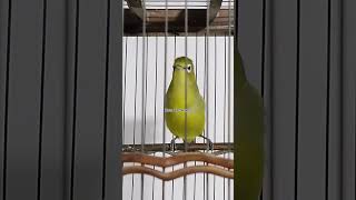 Download lagu Pleci Dakun Lombok - Kecial Lombok #bidrs #pleci #zosterops #zonazosterops mp3