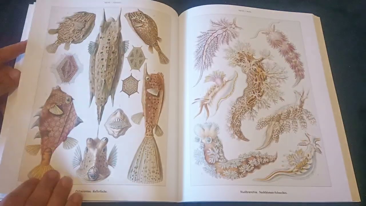 ERNST HAECKEL - ART FORMS IN NATURE