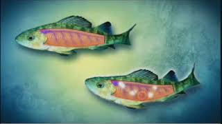 Baldomero Olivera - Fish-hunting Cone Snails From Venoms to Drugs