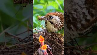 Download lagu All mothers are equally attentive! #birds #nest #birdnest #nature mp3 Download lagu All mothers are equally attentive! #birds #nest #birdnest #nature mp3