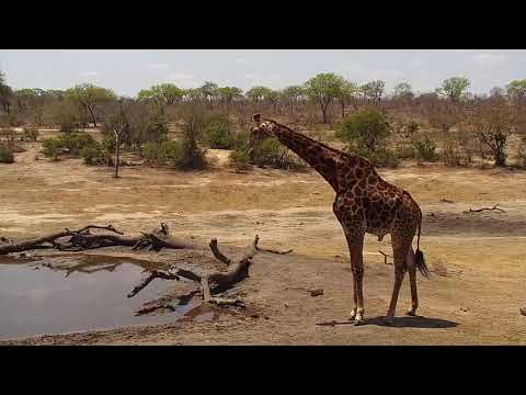 Djuma: Giraffes, Elephant, Hippo and other animals - 10/15/19