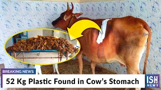 52 Kg Plastic Found in Cow’s Stomach