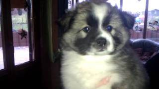 Können diese Augen lügen?