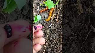 Download lagu OMG !! Makanan kaki seribu 😱 mp3 Download lagu OMG !! Makanan kaki seribu 😱 mp3