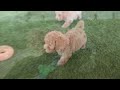 Bichpoo dogs for sale: Foster - Video 1