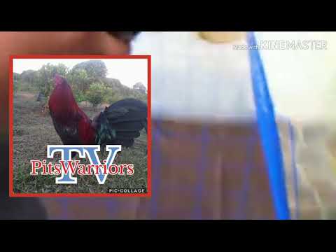 Dink Fair 20k Sweater