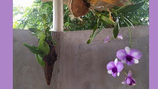 Rotina...Jardim Rosas do deserto, fartura! Msica para relaxar 