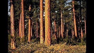 Johnny Horton - Whispering Pines  (Stereo / Lyrics)