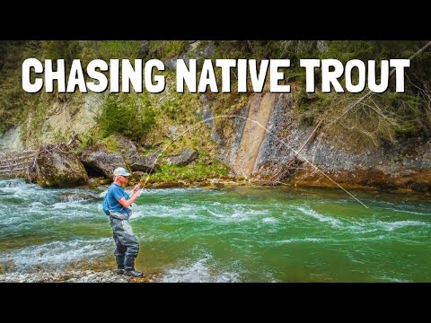 Catching Native Brown Trout in pristine Mountain River | Father and Son Fly Fishing