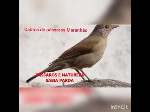 canto natural para chamar a sábia