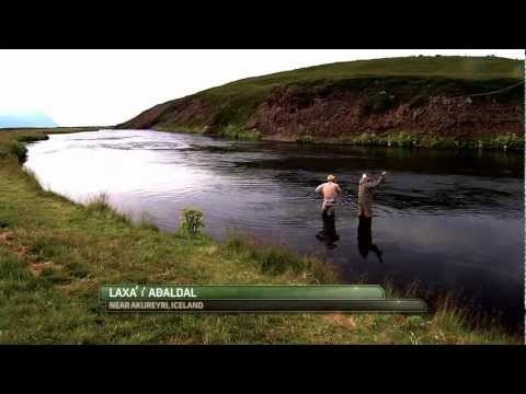 download lagu mp3 mp4 Iceland Salmon, download lagu Iceland Salmon gratis, unduh video klip Iceland Salmon