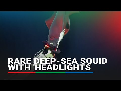 Rare deep-sea squid with 'headlights' filmed by scientists