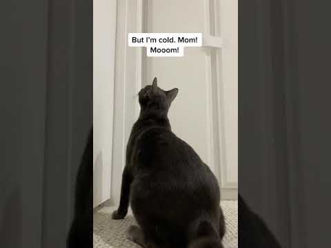 Cat Meows Outside Room's Door to be Allowed Inside - 1126354