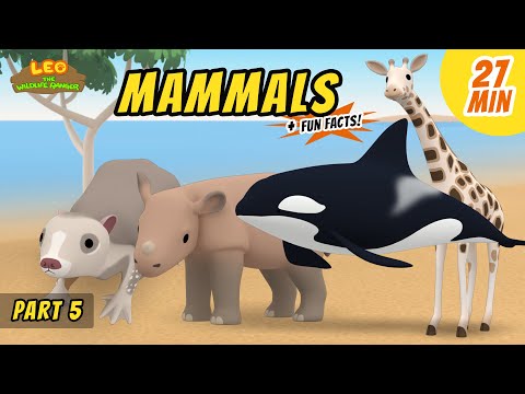 Mammals (Part 5/8) - Fun, Exciting Animals Stories for Kids | Educational | Leo the Wildlife Ranger