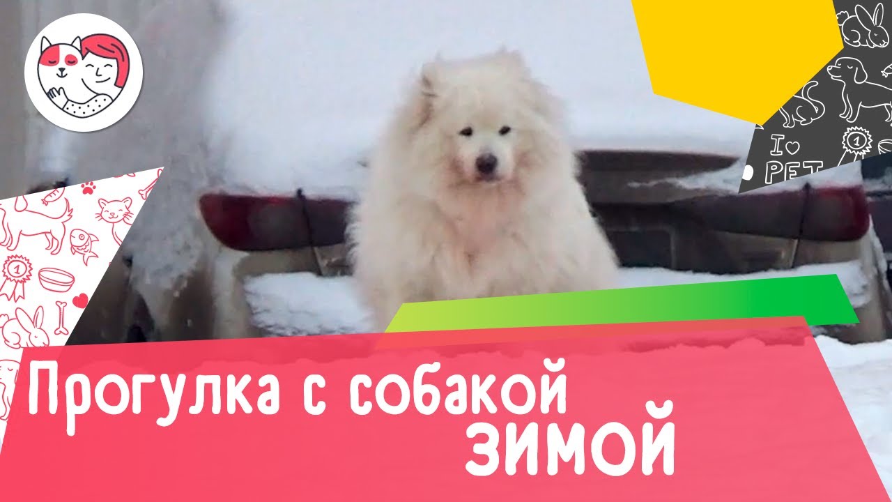 6 правил прогулки с собакой зимой