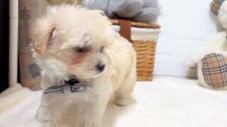 ハーフ犬の動画02