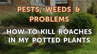 How to Kill Roaches in My Potted Plants