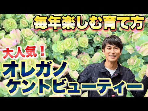 オレガノの乾燥: とても簡単です 植物