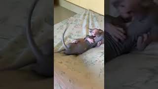 Sphynx kittens fighting 🤪🥰