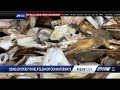 Community Rallies Around Oysters To Clean South Florida Waterways