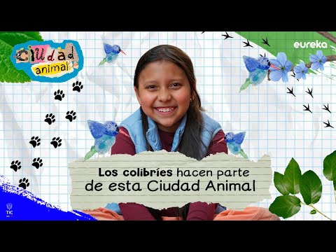Laura ama al colibrí chillón y su canto brillante 🐦✨