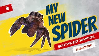 🕷️🕷️🕷️ How I clean my Jumping Spider enclosures | Plus new Jumping Spider! 🕷️🕷️🕷️