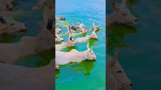 Download lagu kankrej desi gay 🙏 #kankrej #cow #ytshorts #viral #trending #shortvideos #youtubeshorts #skdesai337 mp3