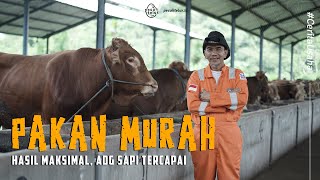 Download lagu Berhasil Temukan Resep Pakan Sapi Super, Hasil Maksimal Untung Melimpah mp3