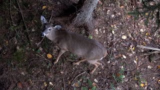 John's Archery Rut Season 2019 - Pennsylvania Bow Hunting Whitetail Deer - Western Pa 2D