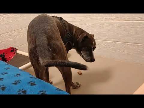 Lotus-black Rest in Peace A861864 Scooby 2y A820303 kennel 229 Harrys haven PACC shelter Heavenly559