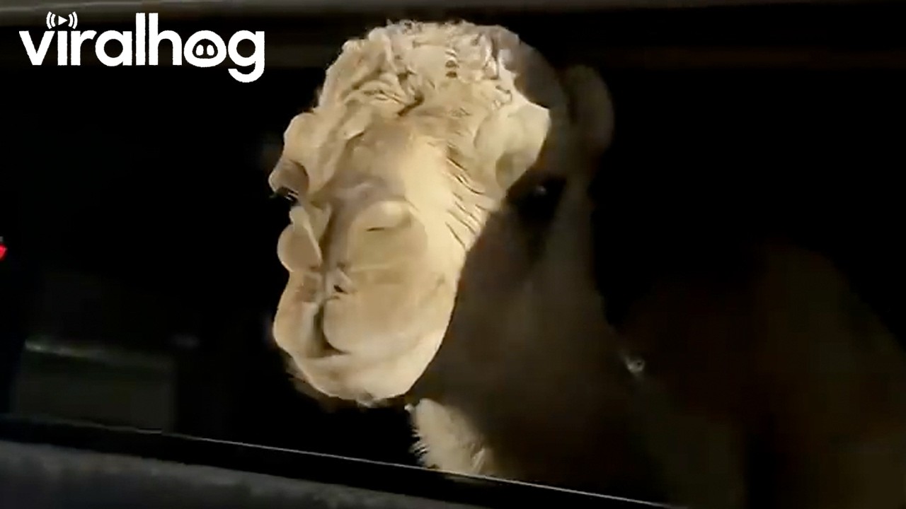 Baby Camel In The Backseat || ViralHog