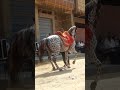 سبحان الله حصان وهو يرقص مات وجنون الجميع 😢😢 سبحان الله حصان وهو يرقص مات وجنون الجميع 😢😢