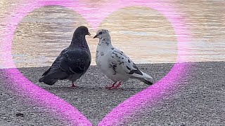 Love birds making out