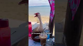 The geese mafia demands payment in sandwiches or else! 🪿🗣️🤣 #Geese #Funny #Beach