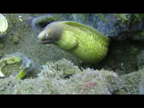 Moray Eel, the most funny looking thing!