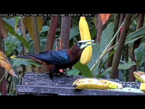 New Cam Alert! Close-ups on Tropical Birds from the Panama Fruit Feeder!