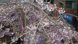 Venus in Flares by Half Man Half Biscuit - Garden Grows 2010