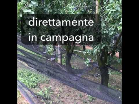 Ramassin: come vengono prodotti e raccolti