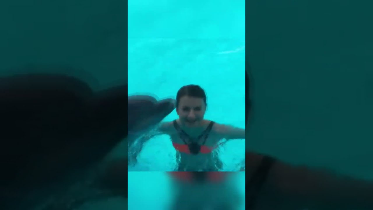 Are porpoises dangerous?