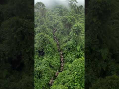“US Army Jungle Operation | Drone Surveillance & Tactical Mission