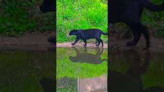 Pantera Negra reflitindo na água #felinos #animais
