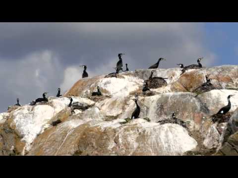 Västkusten - Trailer