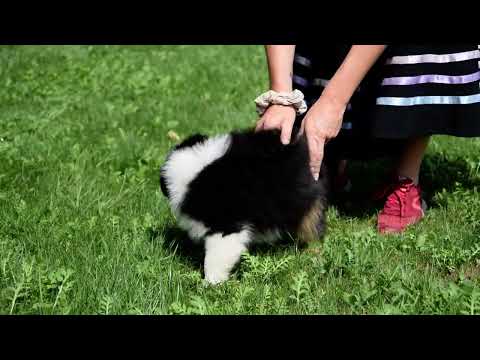 Australian Shepherd puppy for sale