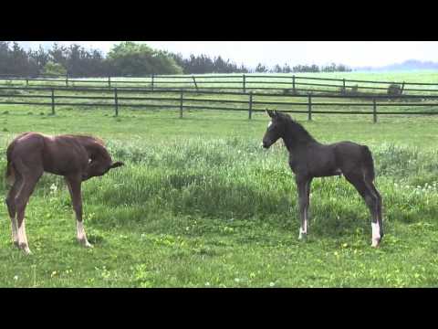 Fabregas and Sezuan colts   trying to join up