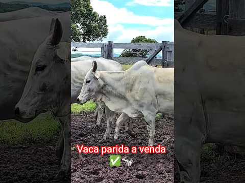 Vaca parida a venda ✅🐄 Araguapaz -go #vendas #nelore #nalida #gado