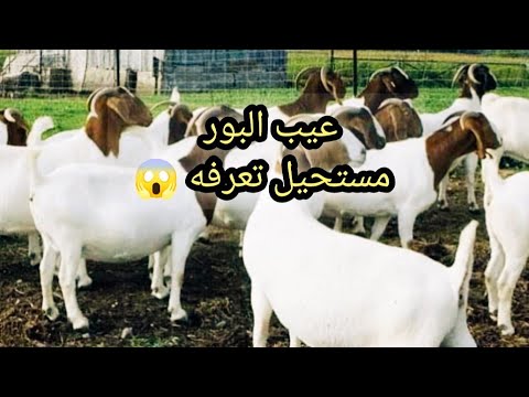 , title : 'للاسف ماعز البور فنكوش أوعي تغلط غلطتي 🤫 حرام عليكم😱'