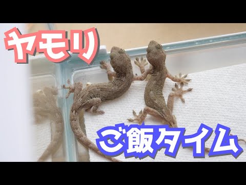 ヤモリは何を食べるの?