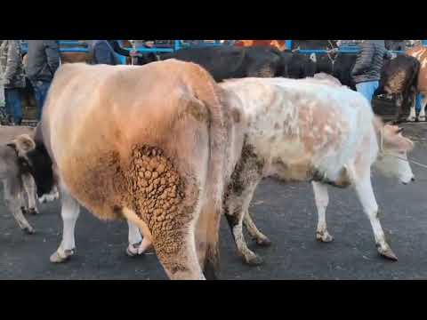 BERDE MAL BAZARI 12.19.2025.050.571.71.57