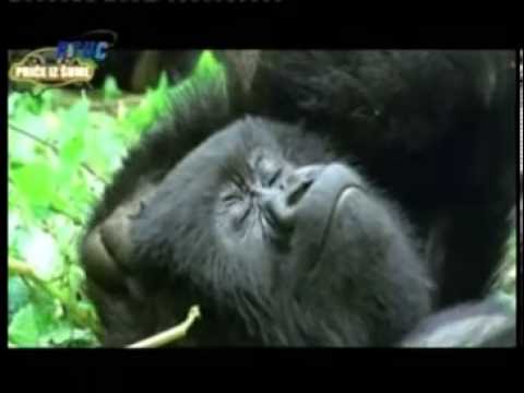 ww.cazin.NET - Priče iz šume 1 - Novogodišnji RTV Cazin 2014