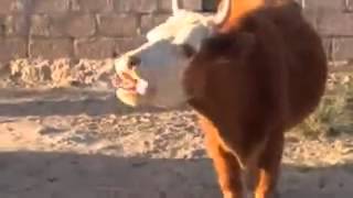Foreign speaking cow
